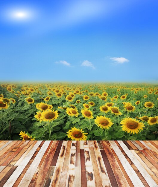 Foto vista panoramica di un campo di girasoli contro il cielo