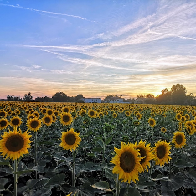 Photo scenic view of sunflower field against sky