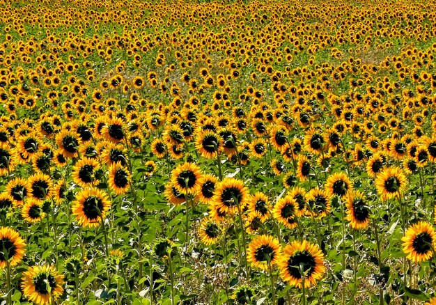 Photo scenic view of sunflower field