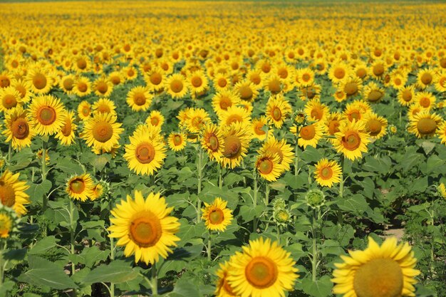 Scenic view of sunflower field