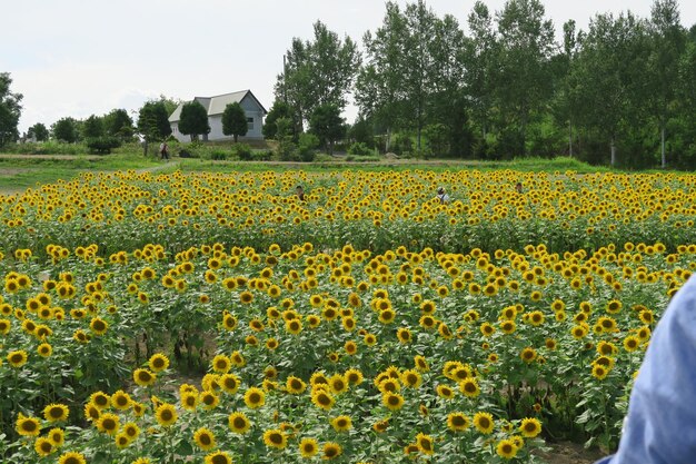 Scenic view of sunflower field