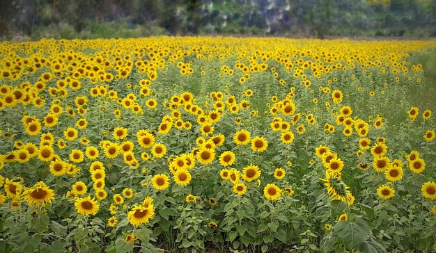 Scenic view of sunflower field