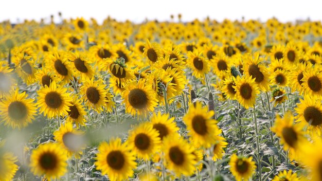 Scenic view of sunflower field