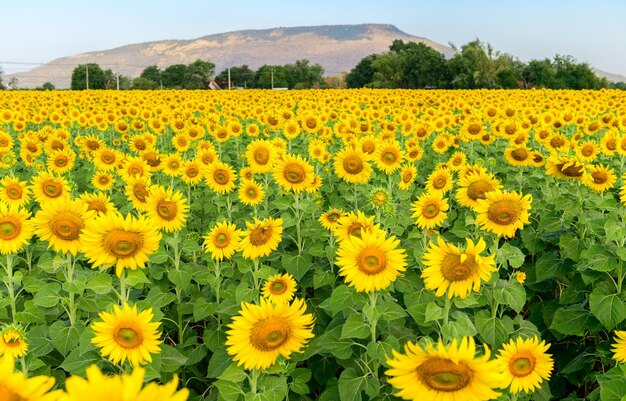 Scenic view of sunflower field