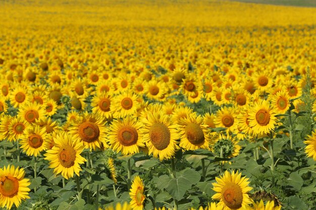 Scenic view of sunflower field