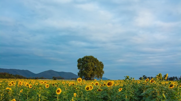 scenic view of sunflowers growing on field against sky