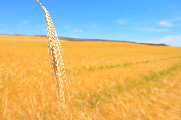 Scenic view of sunny wheat field