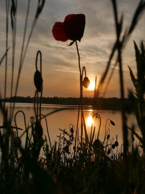 Foto la vista panoramica del tramonto sul mare