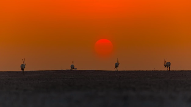 Foto la vista panoramica del tramonto