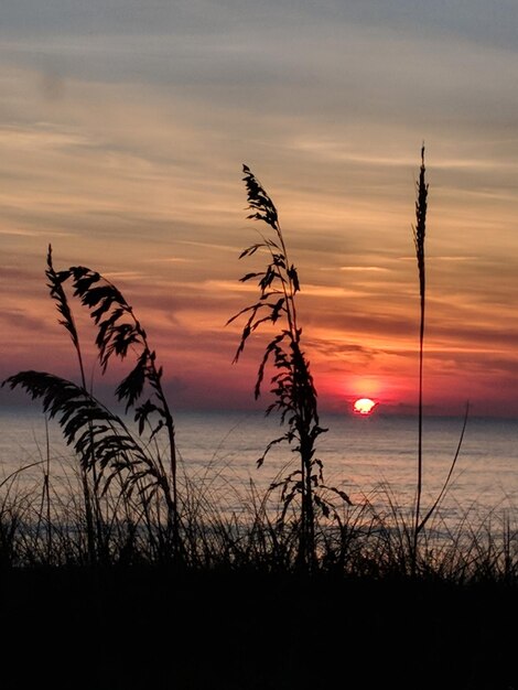 Scenic view of sunset