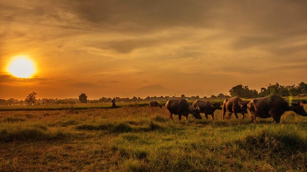 Scenic view of sunset