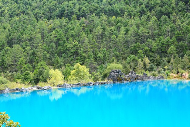 Scenic view of swimming pool in forest