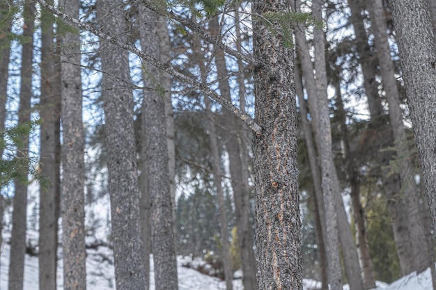 Scenic view of tall trees in a forest enveloped in snow