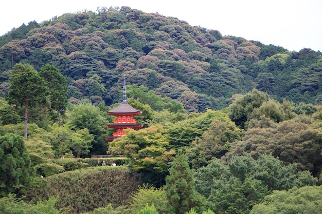 Foto vista panoramica del tempio in mezzo agli alberi della foresta