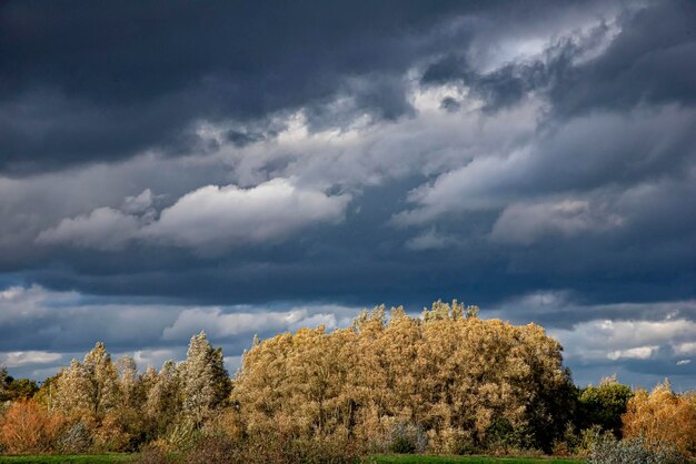 Foto vista panoramica dell'albero contro il cielo