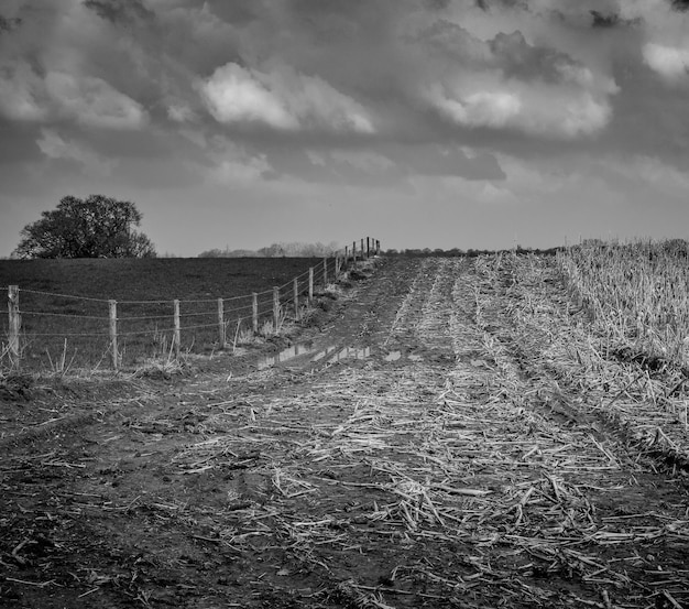 Foto vista panoramica dell'albero contro il cielo