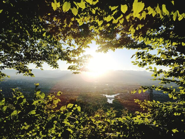 Foto vista panoramica dell'albero contro il cielo