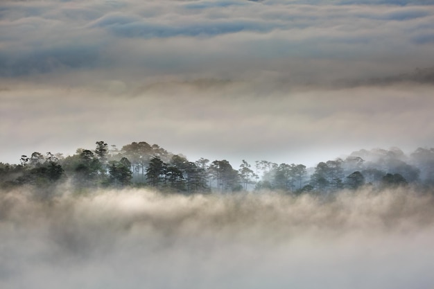 空の向こうの霧の中の木の風景