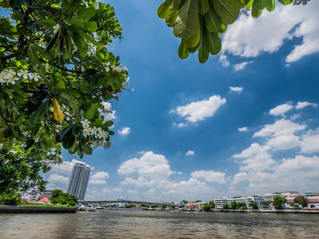 Photo scenic view of tree by building against sky