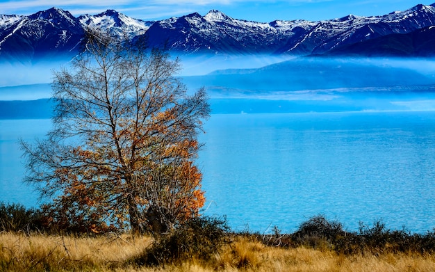 Foto vista panoramica dell'albero sul lago contro il cielo