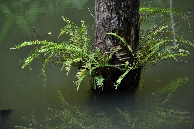 Foto la vista panoramica dell'albero vicino al lago