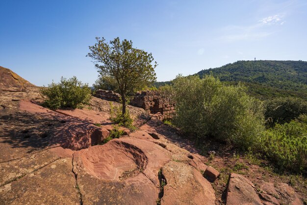 Foto la vista panoramica dell'albero dalla montagna contro il cielo