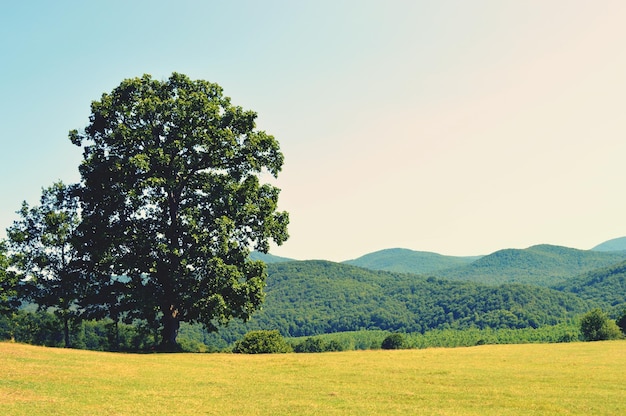 Scenic view of tree on field against clear sky