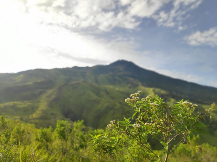 Photo 空の背景にある木の山の景色