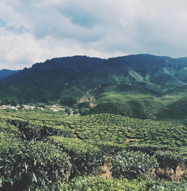 Photo scenic view of tree mountains against sky