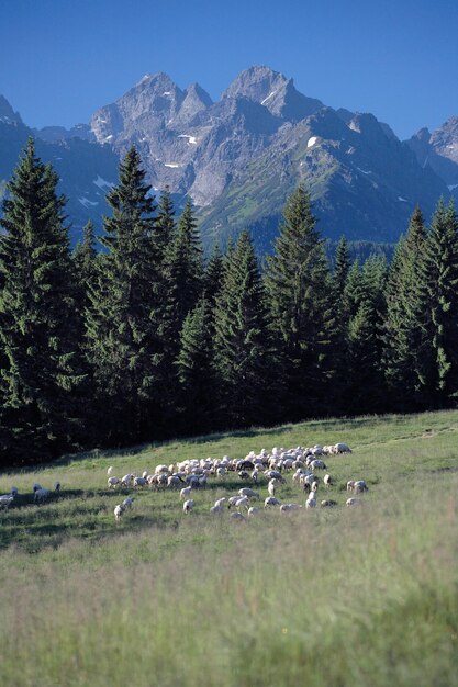 Foto la vista panoramica delle montagne di alberi