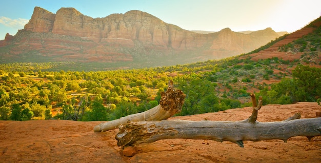 Photo scenic view of a tree