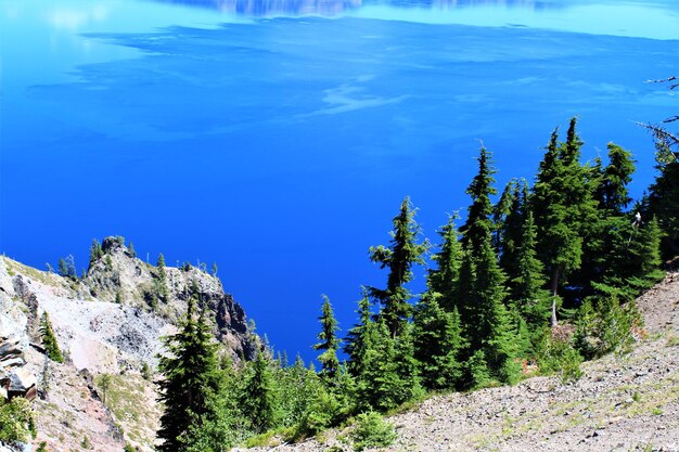 Scenic view of trees against blue sky