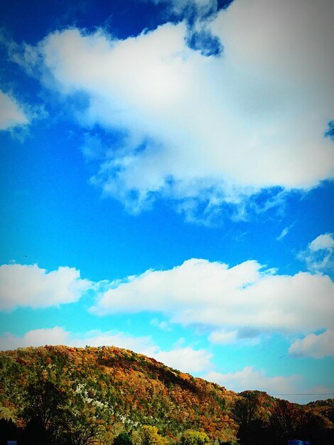 Scenic view of trees against blue sky