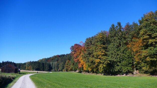 Scenic view of trees against clear blue sky during autumn