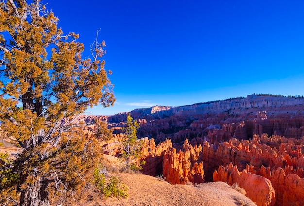 Scenic view of trees against clear blue sky