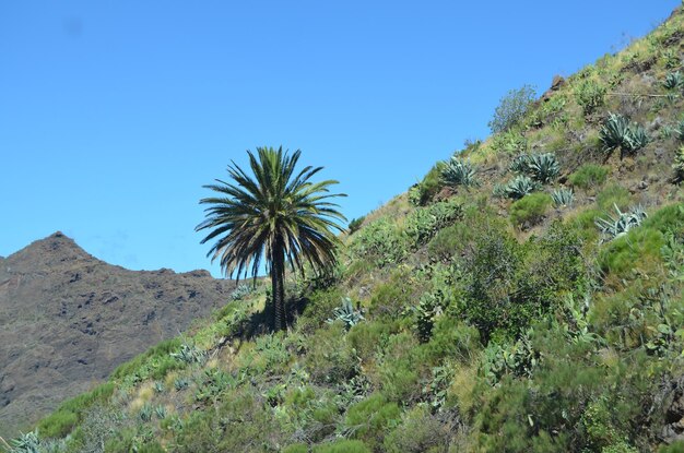 Scenic view of trees against clear blue sky