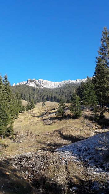 Scenic view of trees against clear blue sky