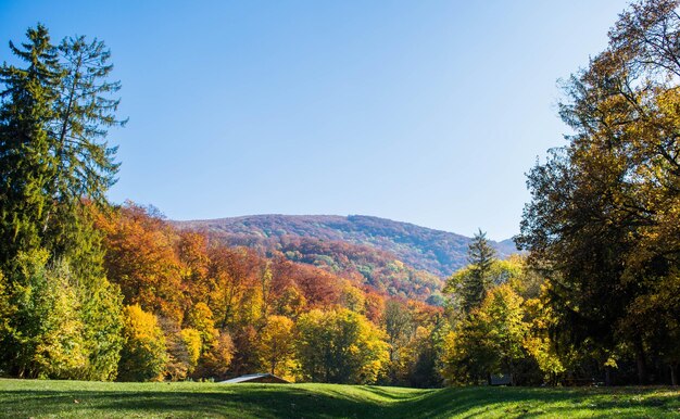 Scenic view of trees against clear sky during autumn