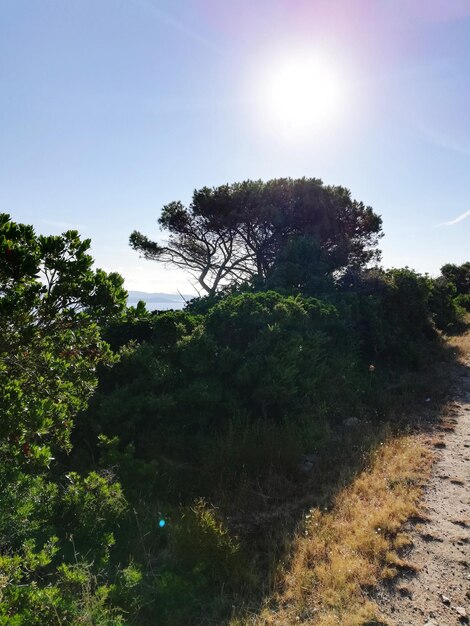 Scenic view of trees against clear sky