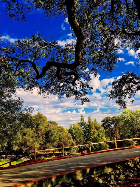 Foto la vista panoramica degli alberi contro un cielo nuvoloso