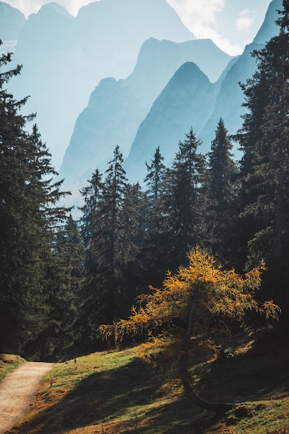 森 の 山 に 対する 樹木 の 景色