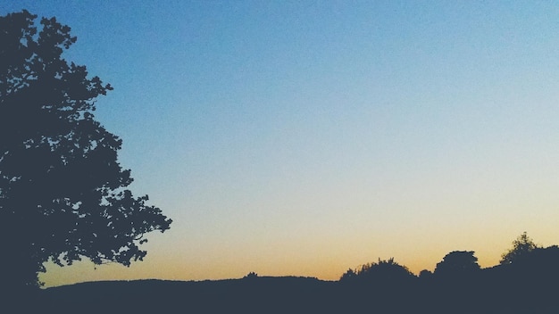 Foto la vista panoramica degli alberi contro il cielo al tramonto