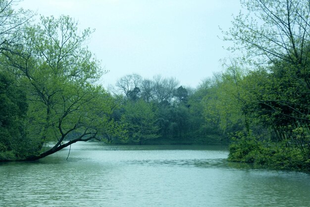 Scenic view of trees against sky