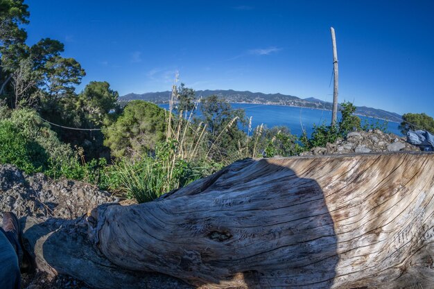 Foto la vista panoramica degli alberi contro il cielo