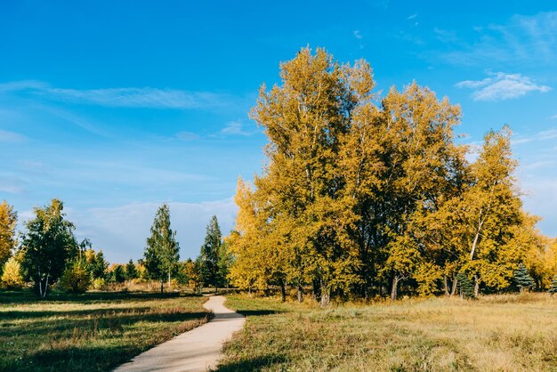 Scenic view of trees by road against sky during autumn