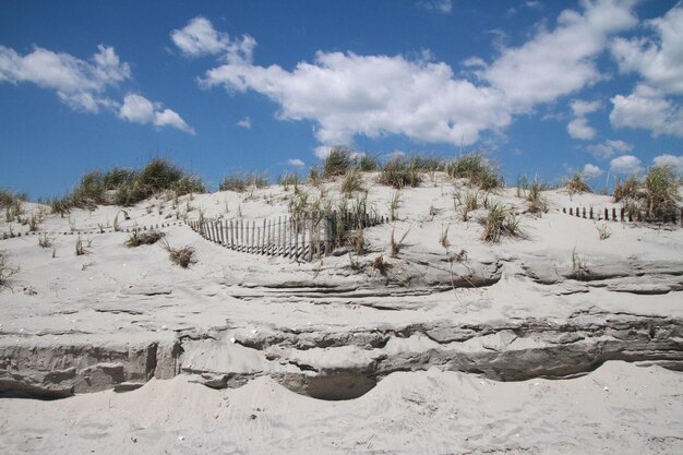 Photo scenic view of trees on dunes against sky during summer