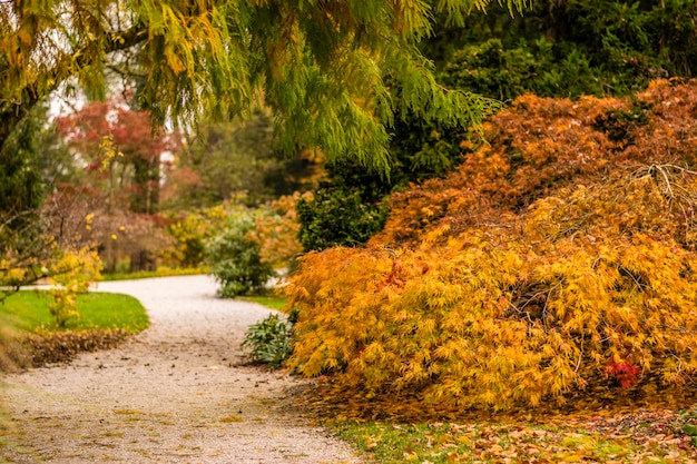 Foto la vista panoramica degli alberi durante l'autunno