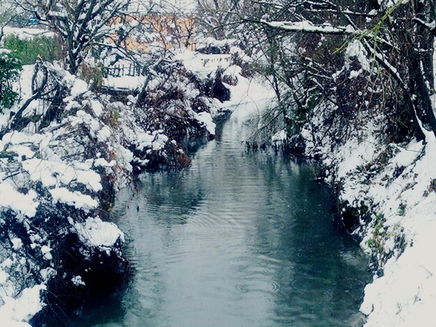 Scenic view of trees during winter