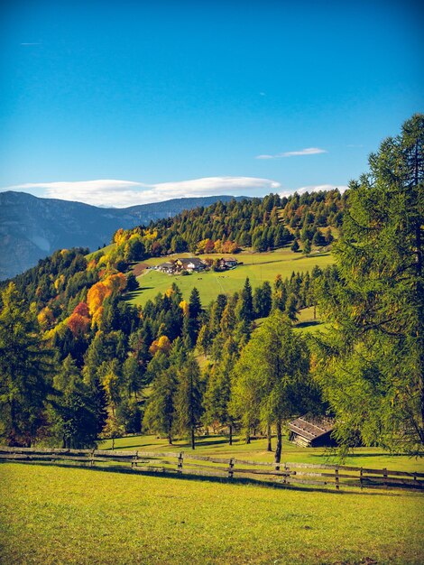 Foto vista panoramica degli alberi sul campo contro il cielo blu