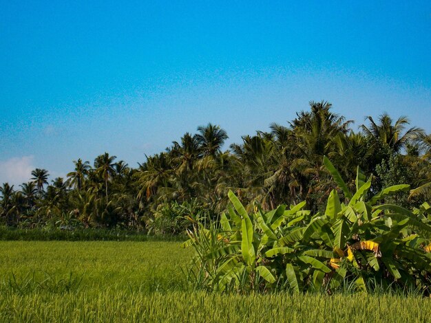 Scenic view of trees on field against clear blue sky